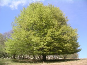 Encina en monte Cerredo