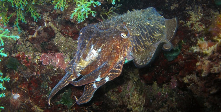 El mundo marino de Castro Urdiales